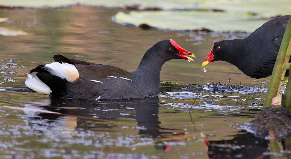 Common Moorhen pair